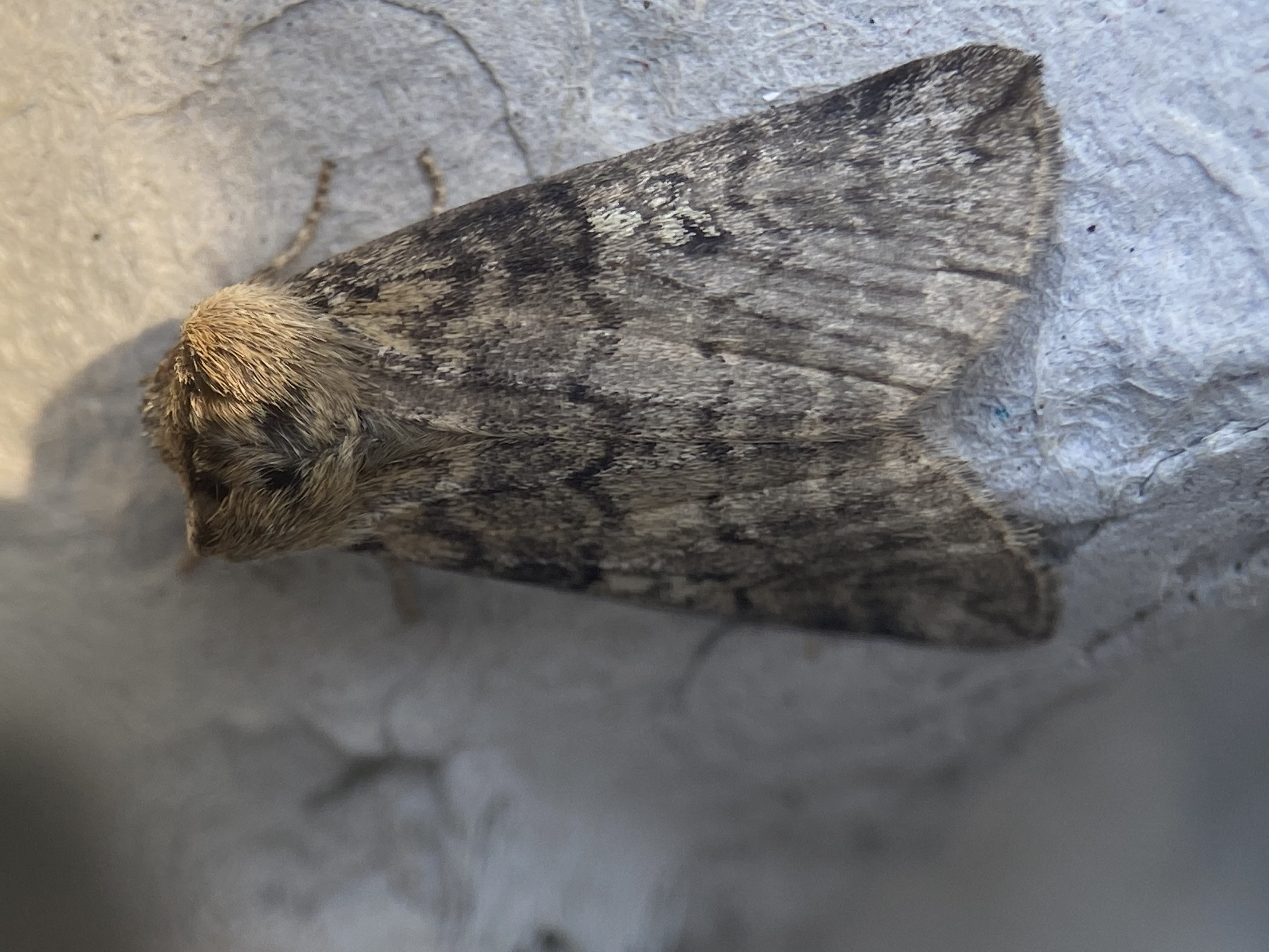 Photo of Poplar Lutestring (Tethea or)